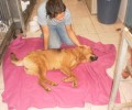 Σαλαμίνα: Πέθανε η σκυλίτσα με το τοξόπλασμα (βίντεο)
